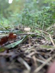 Scleroderma