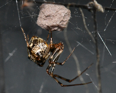 Parasteatoda tepidariorum