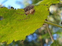 Metellina segmentata