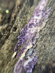 Chondrostereum purpureum