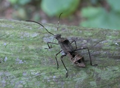 Riptortus linearis