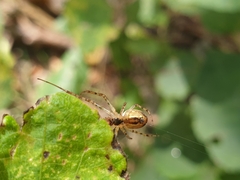 Metellina segmentata