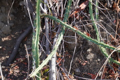 Cactoideae