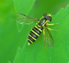 Xanthogramma flavipes