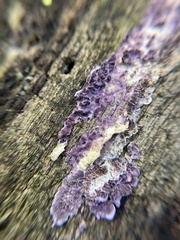 Chondrostereum purpureum