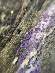 Chondrostereum purpureum