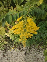Solidago speciosa