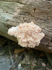 Hericium coralloides