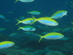 Caesio xanthonota