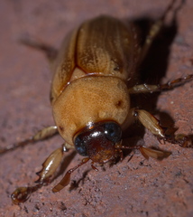 Cyclocephala