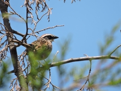 Oriturus superciliosus