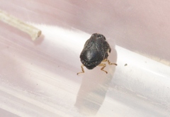 Clastoptera lineatocollis
