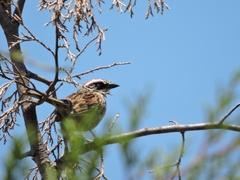 Oriturus superciliosus