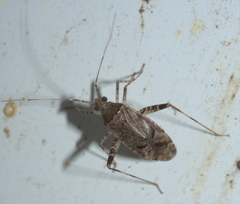 Phytocoris