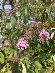 Buddleja