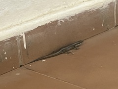 Trachylepis