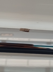 Crocidosema plebejana