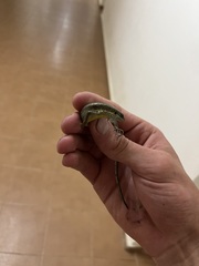 Trachylepis