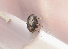 Clastoptera lineatocollis