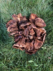 Armillaria mellea