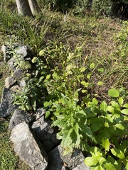 Erechtites hieraciifolius