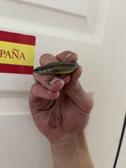 Trachylepis