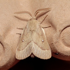 Lasiocampa trifolii