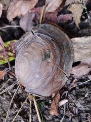 Sinanodonta woodiana