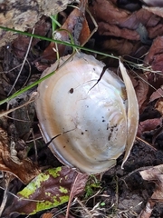 Sinanodonta woodiana