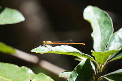 Ceriagrion glabrum