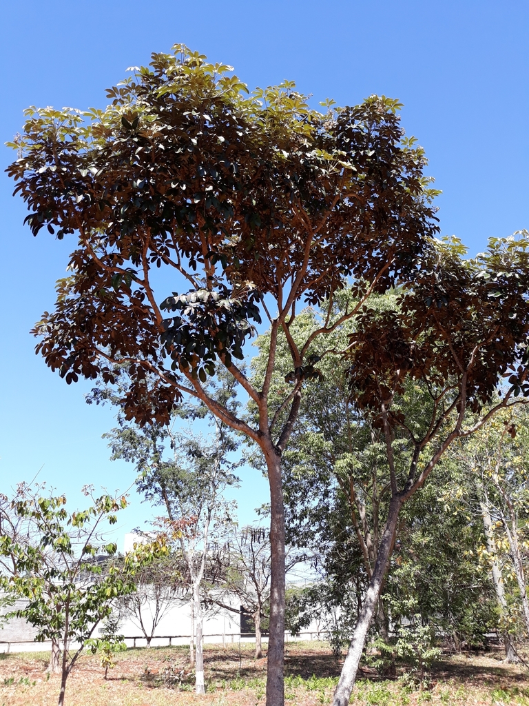Didymopanax macrocarpus (Didymopanax macrocarpus)