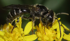 Lasioglossum