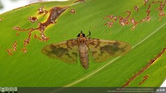 Pachynoa thoosalis