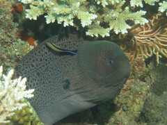 Gymnothorax javanicus