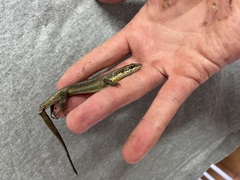 Trachylepis
