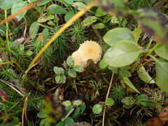 Cystoderma amianthinum