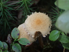 Cystoderma amianthinum