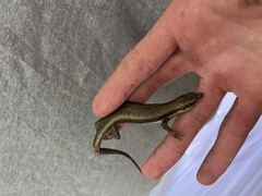 Trachylepis