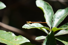 Ceriagrion glabrum