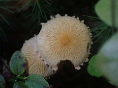 Cystoderma amianthinum