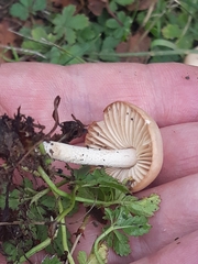 Marasmius oreades