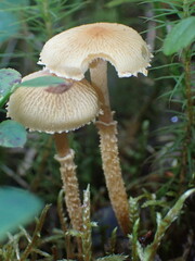 Cystoderma amianthinum