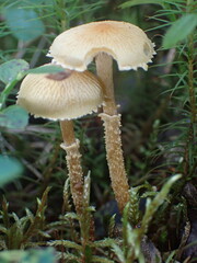 Cystoderma amianthinum