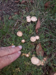 Marasmius oreades