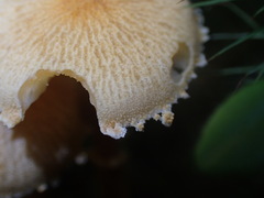 Cystoderma amianthinum