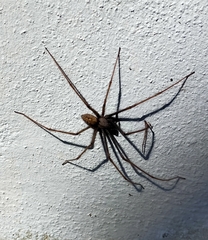 Tegenaria