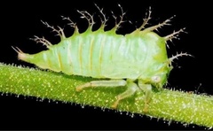 Stictocephala bisonia