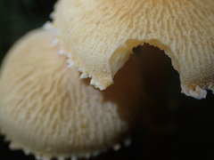 Cystoderma amianthinum