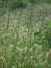 Lactuca indica