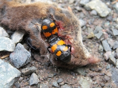 Nicrophorus vespilloides